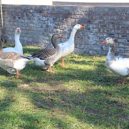 Dunkes Organic Equestrian Estate Διαμέρισμα George Εξωτερικό φωτογραφία