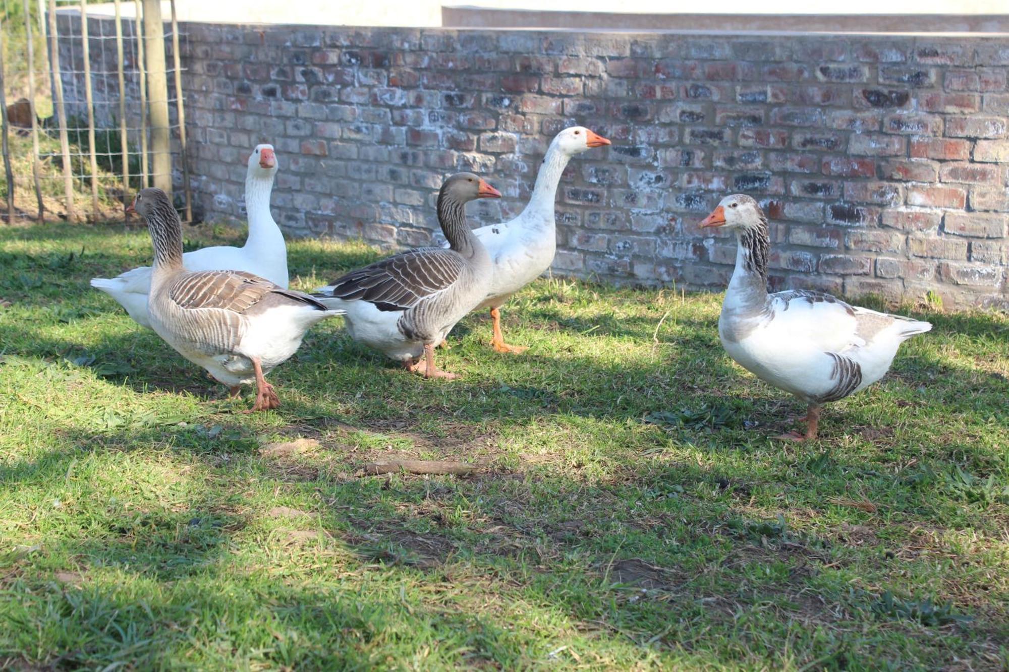 Dunkes Organic Equestrian Estate Διαμέρισμα George Εξωτερικό φωτογραφία
