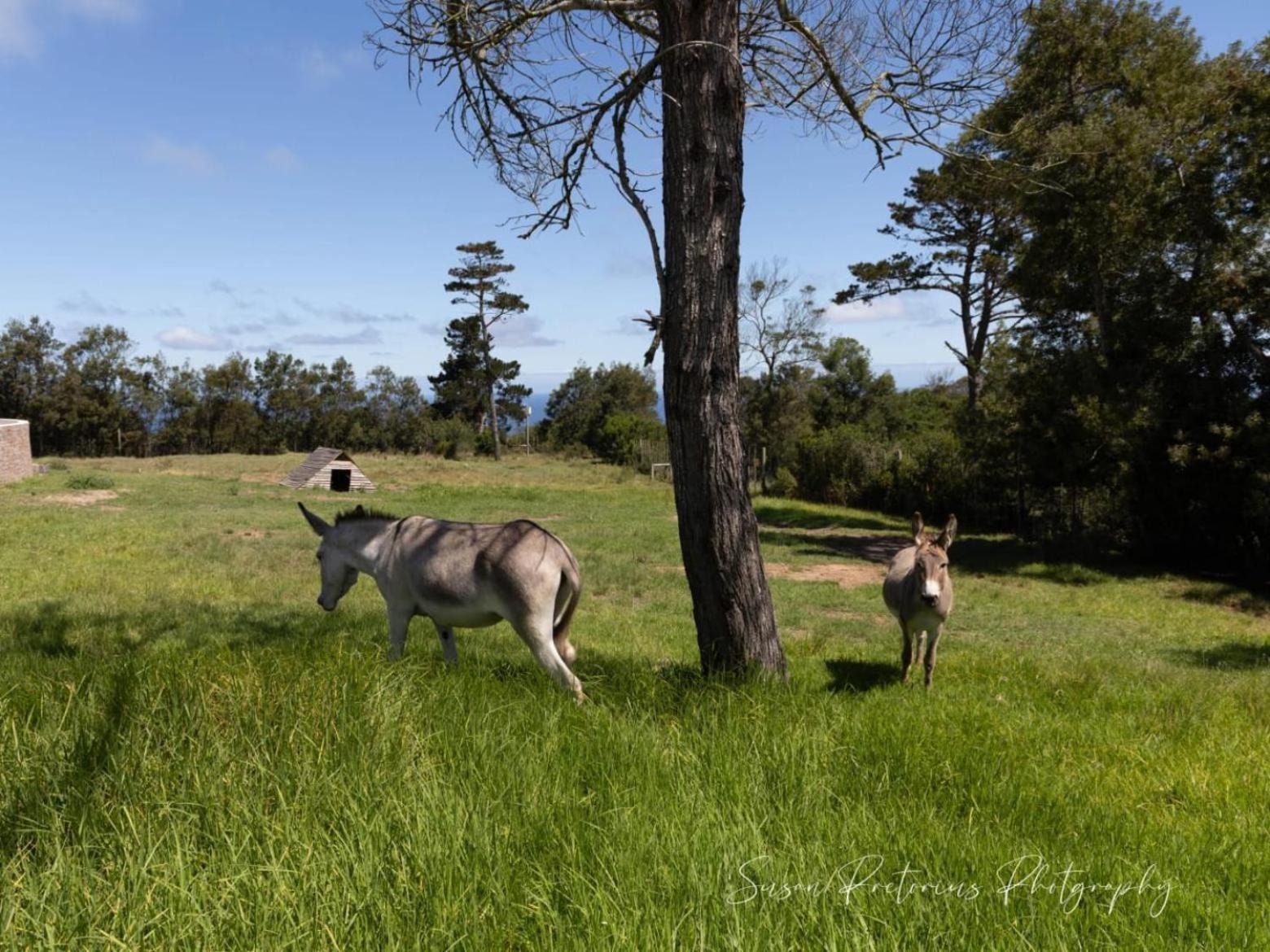 Dunkes Organic Equestrian Estate Διαμέρισμα George Εξωτερικό φωτογραφία
