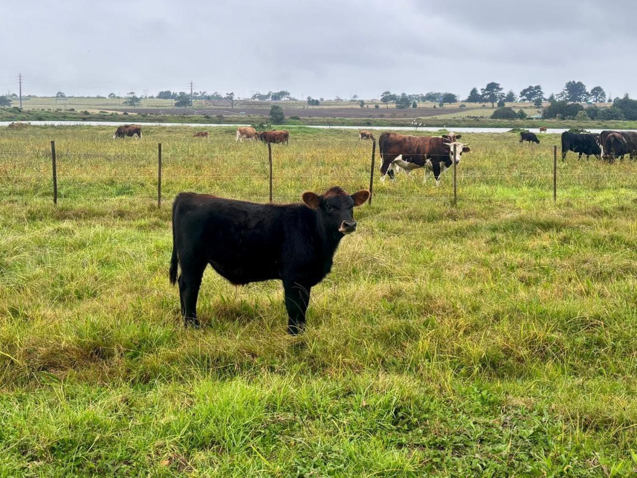 Dunkes Organic Equestrian Estate Διαμέρισμα George Εξωτερικό φωτογραφία